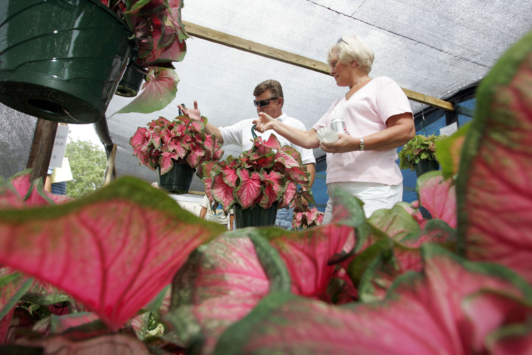 Caladiums